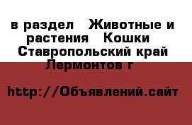  в раздел : Животные и растения » Кошки . Ставропольский край,Лермонтов г.